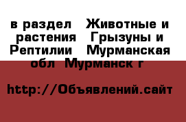  в раздел : Животные и растения » Грызуны и Рептилии . Мурманская обл.,Мурманск г.